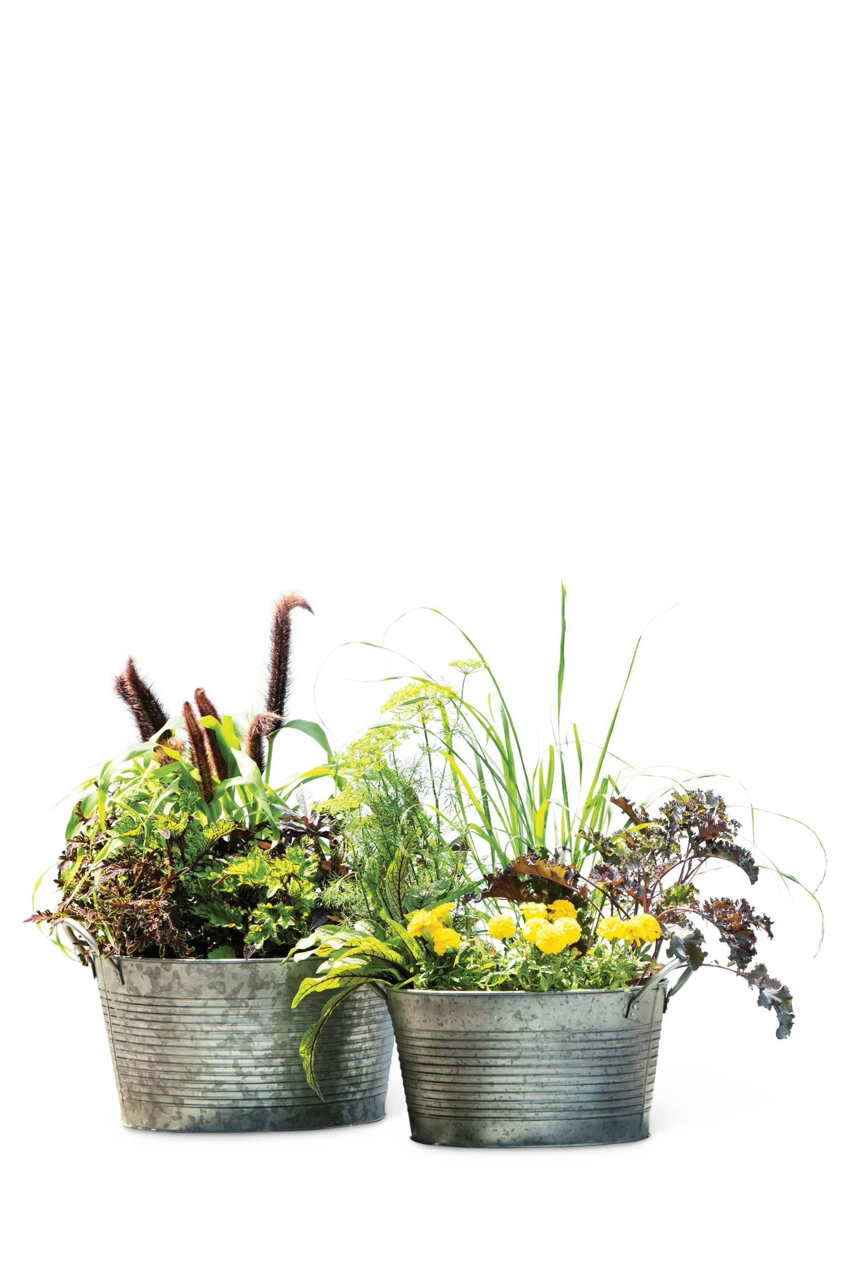 661-galvanized-wash-basin-planters-set-of-2-2.webp Galvanized Wash Basin Planters, Set of 2