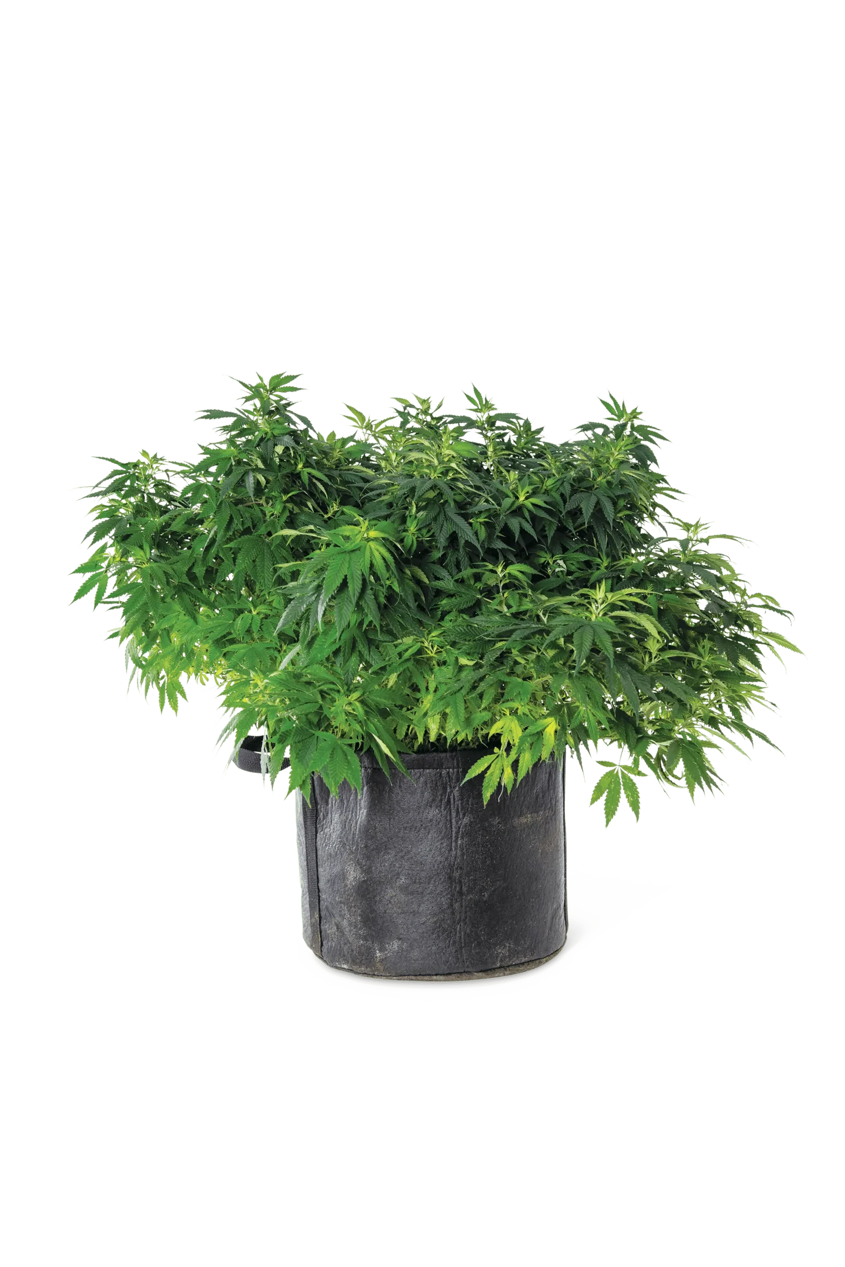 Gardener's Best®  Universal Grow Bag