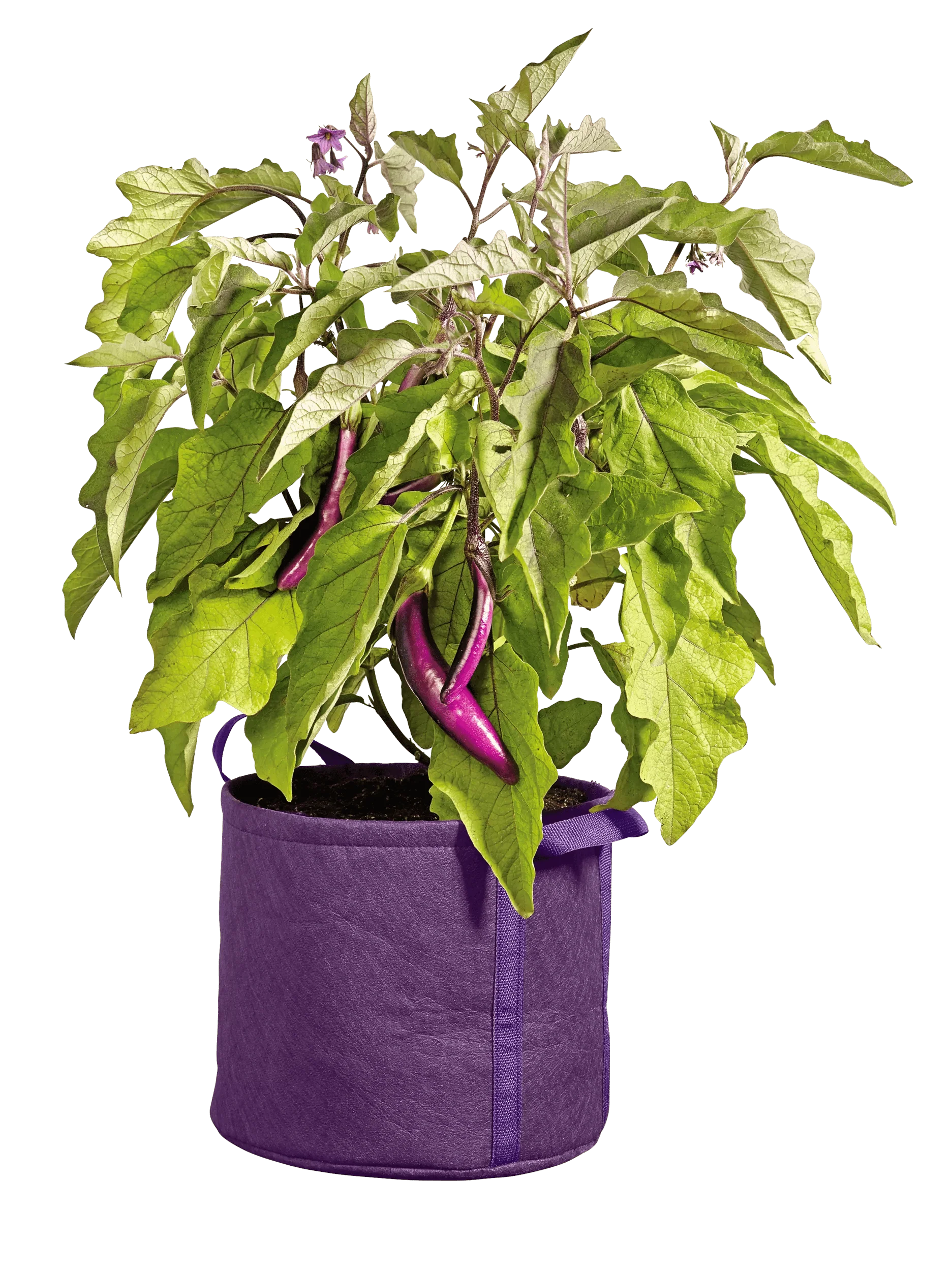 Gardener's Best®  Universal Grow Bag