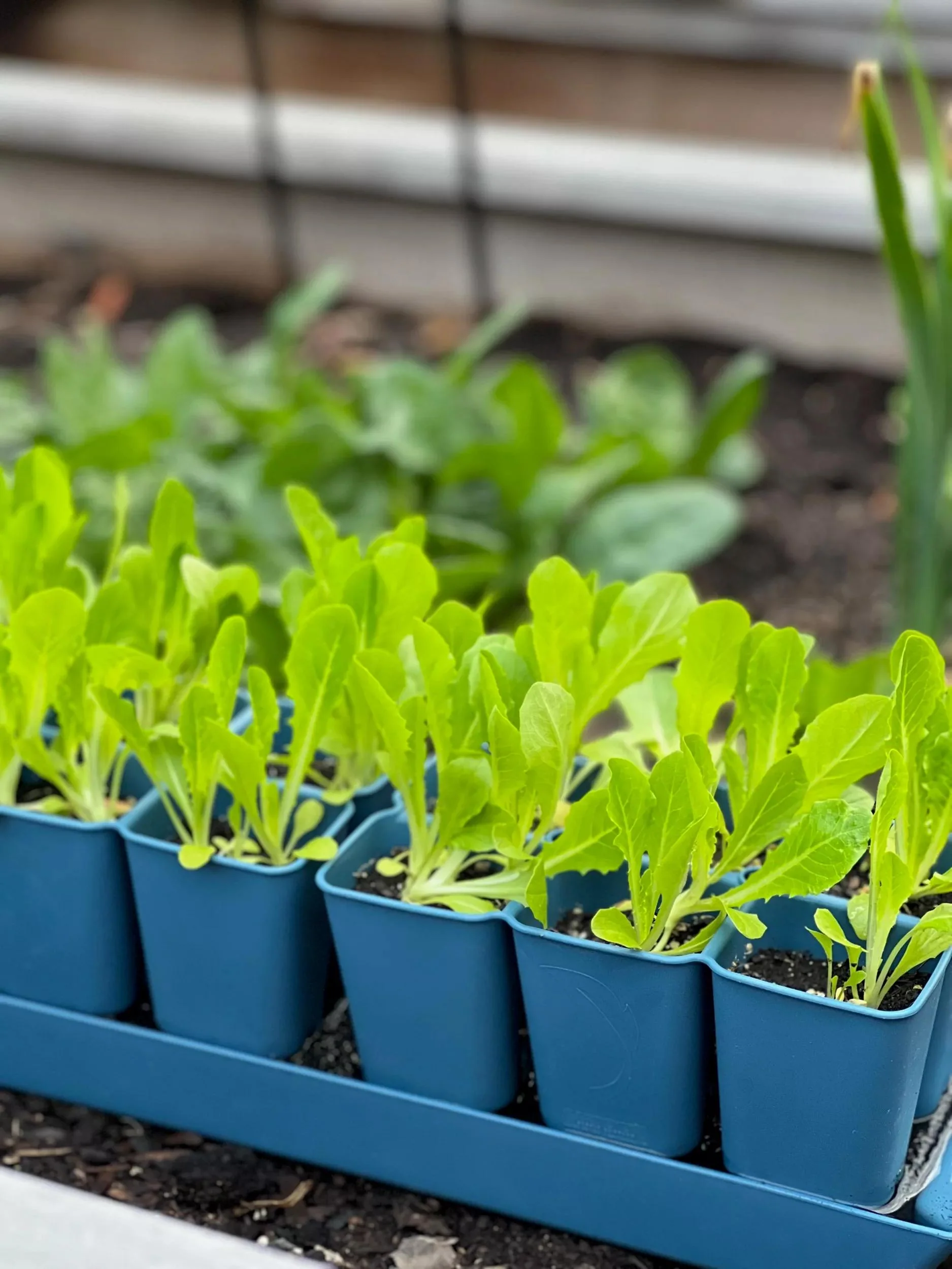 Gardener's Best® XL Seed Starting Kit