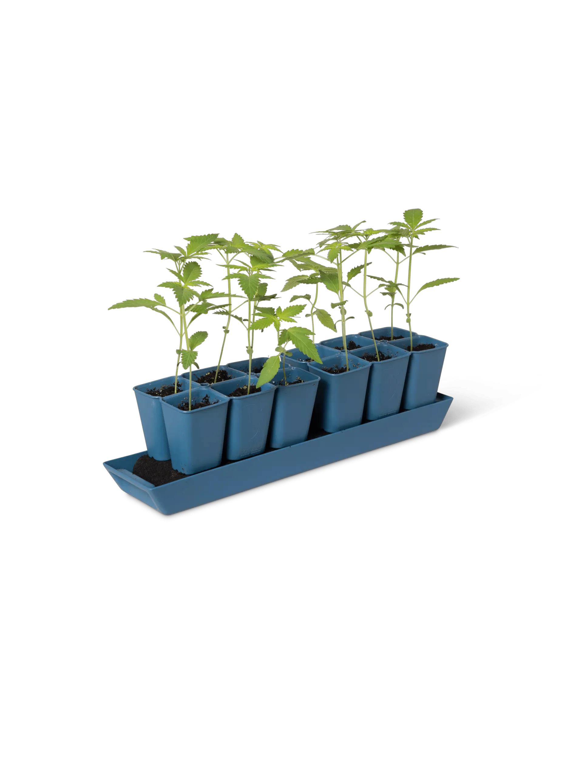 Gardener's Best® XL Seed Starting Kit