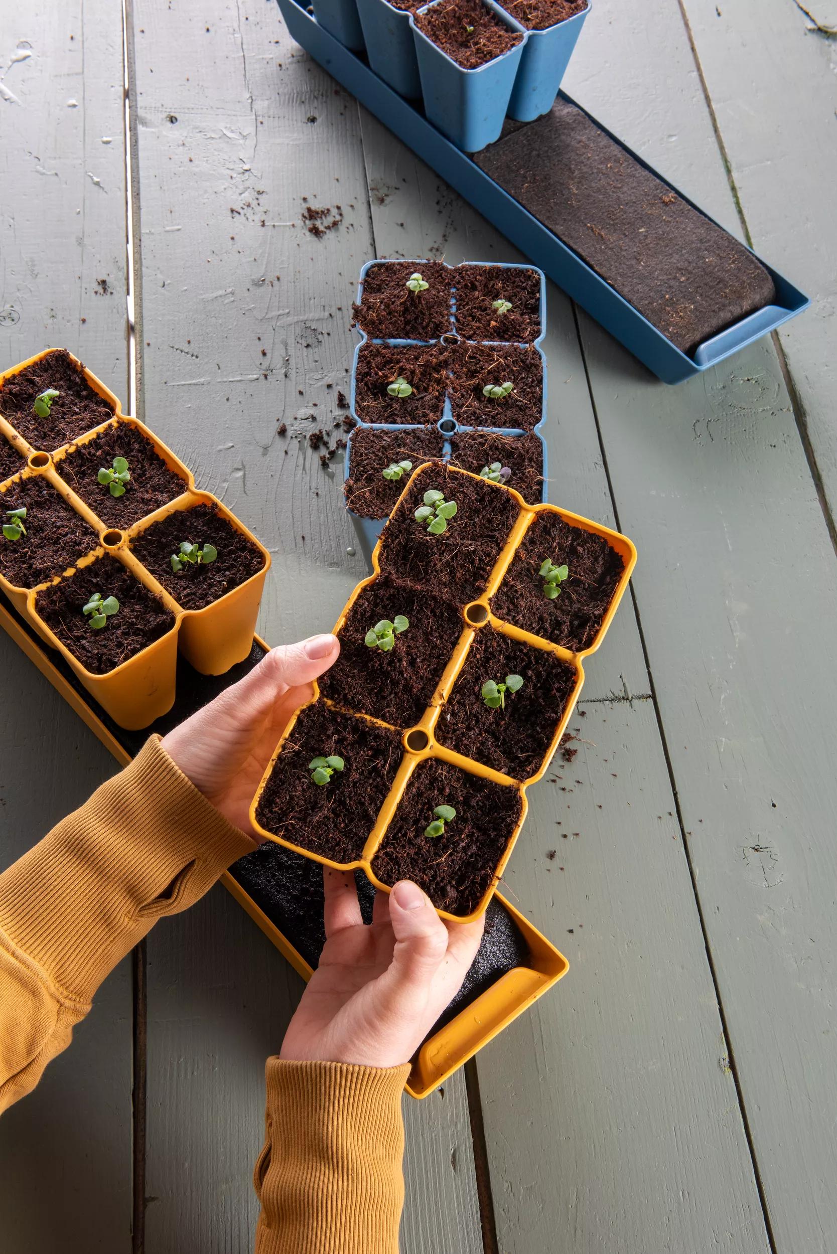 Gardener's Best® XL Seed Starting Kit