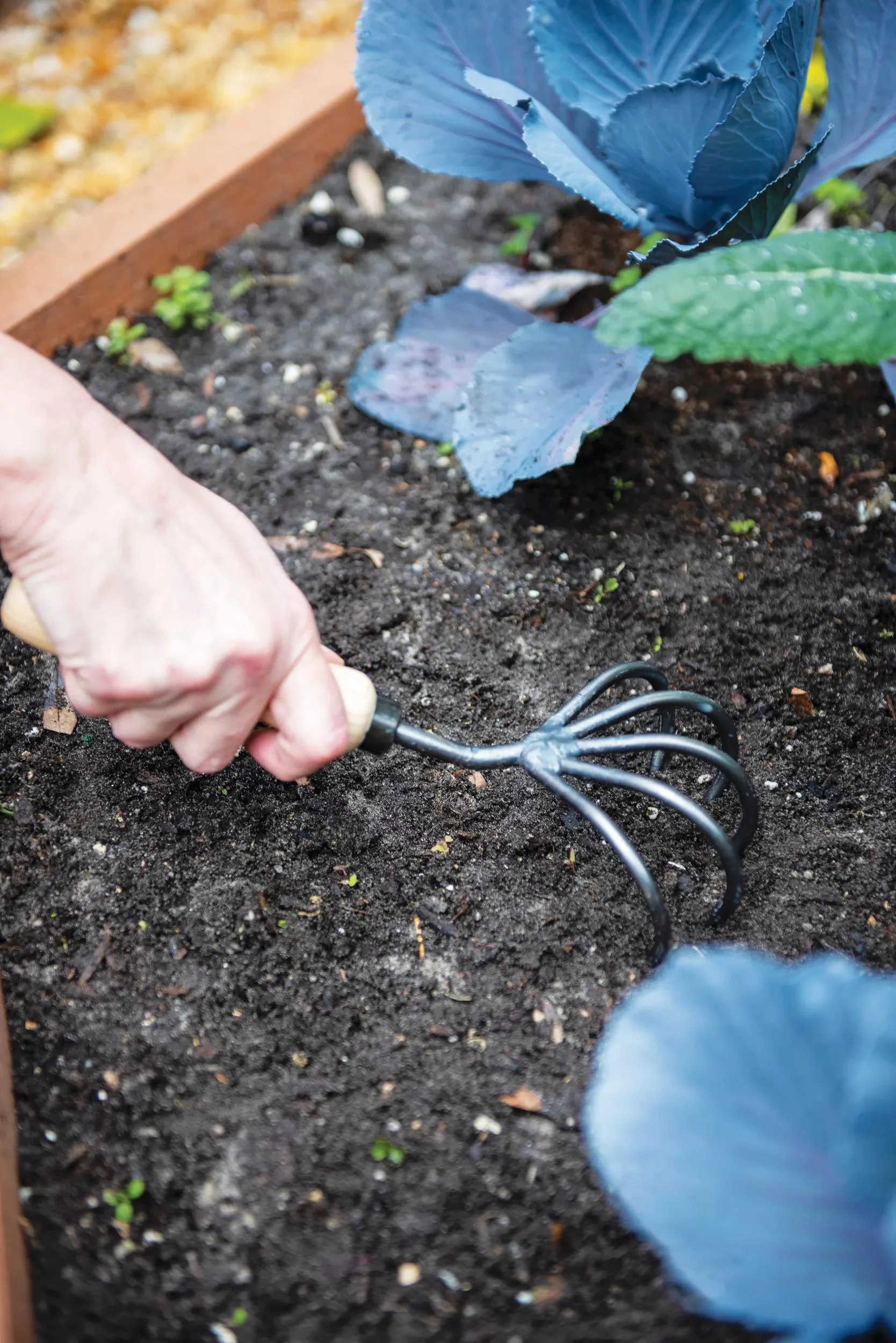 698-gardener-s-lifetime-5-tine-cultivator-with-short-handle-3.webp Gardener's Lifetime 5-Tine Cultivator with Short Handle