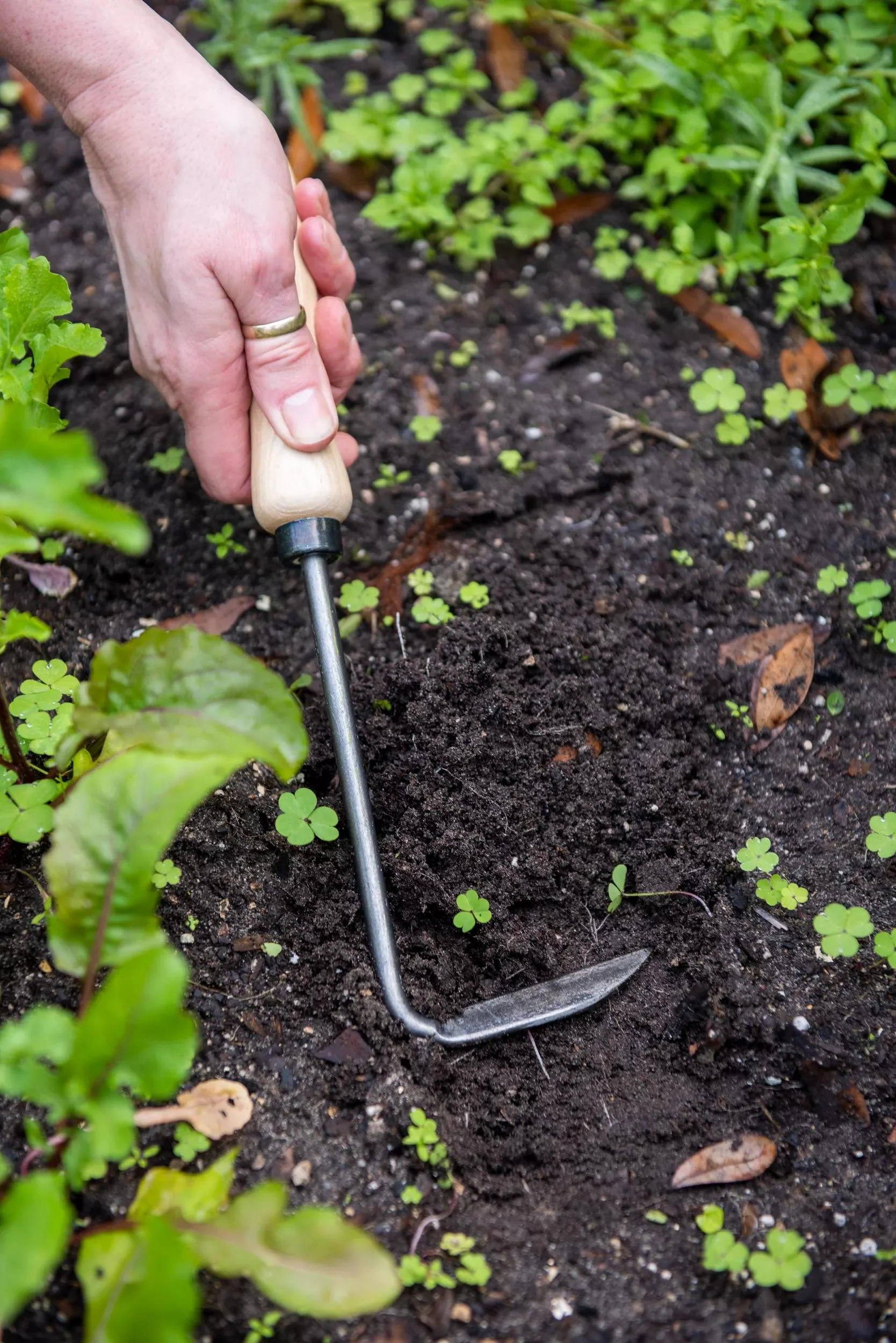 701-gardener-s-lifetime-cape-cod-weeder-right-handed-1.webp Gardener's Lifetime Cape Cod Weeder, Right-Handed