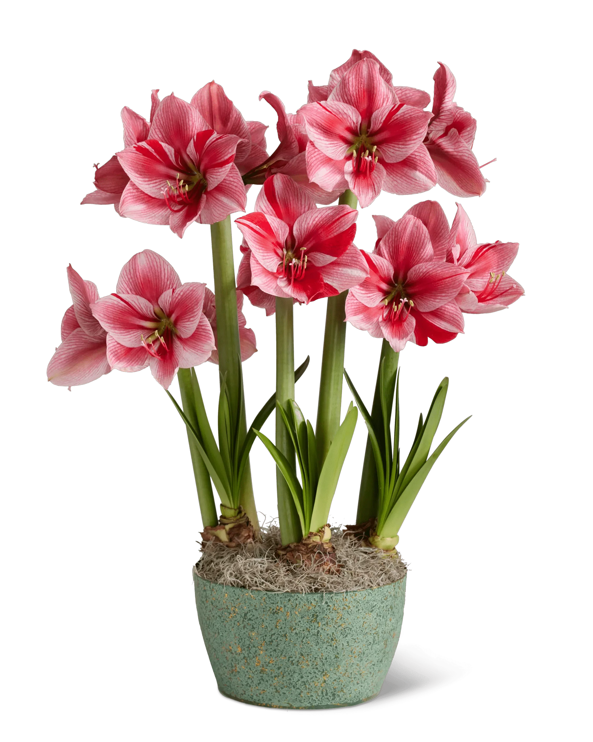 Gervase Potted Amaryllis Trio