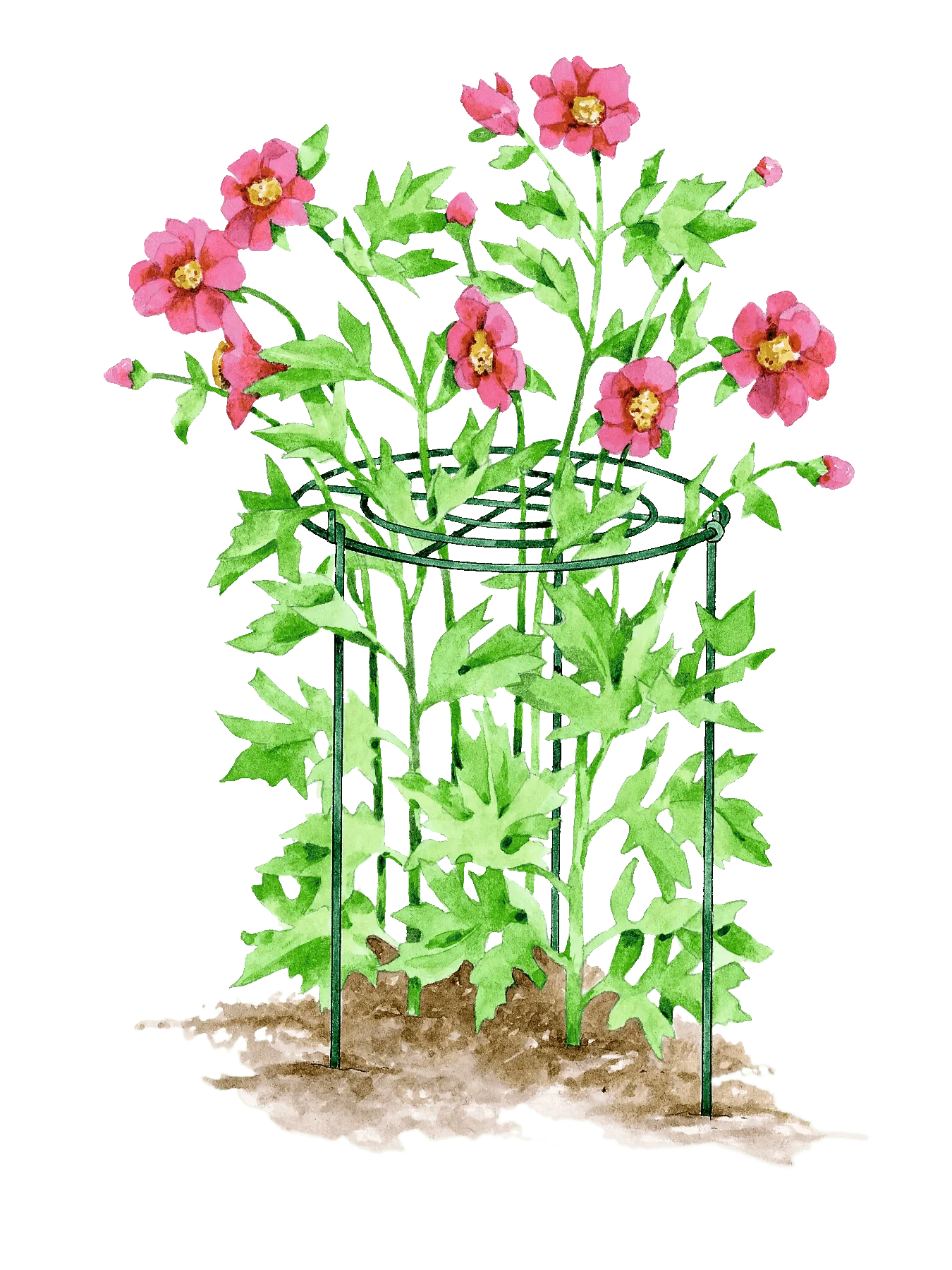 Grow Through Supports, Set of 3