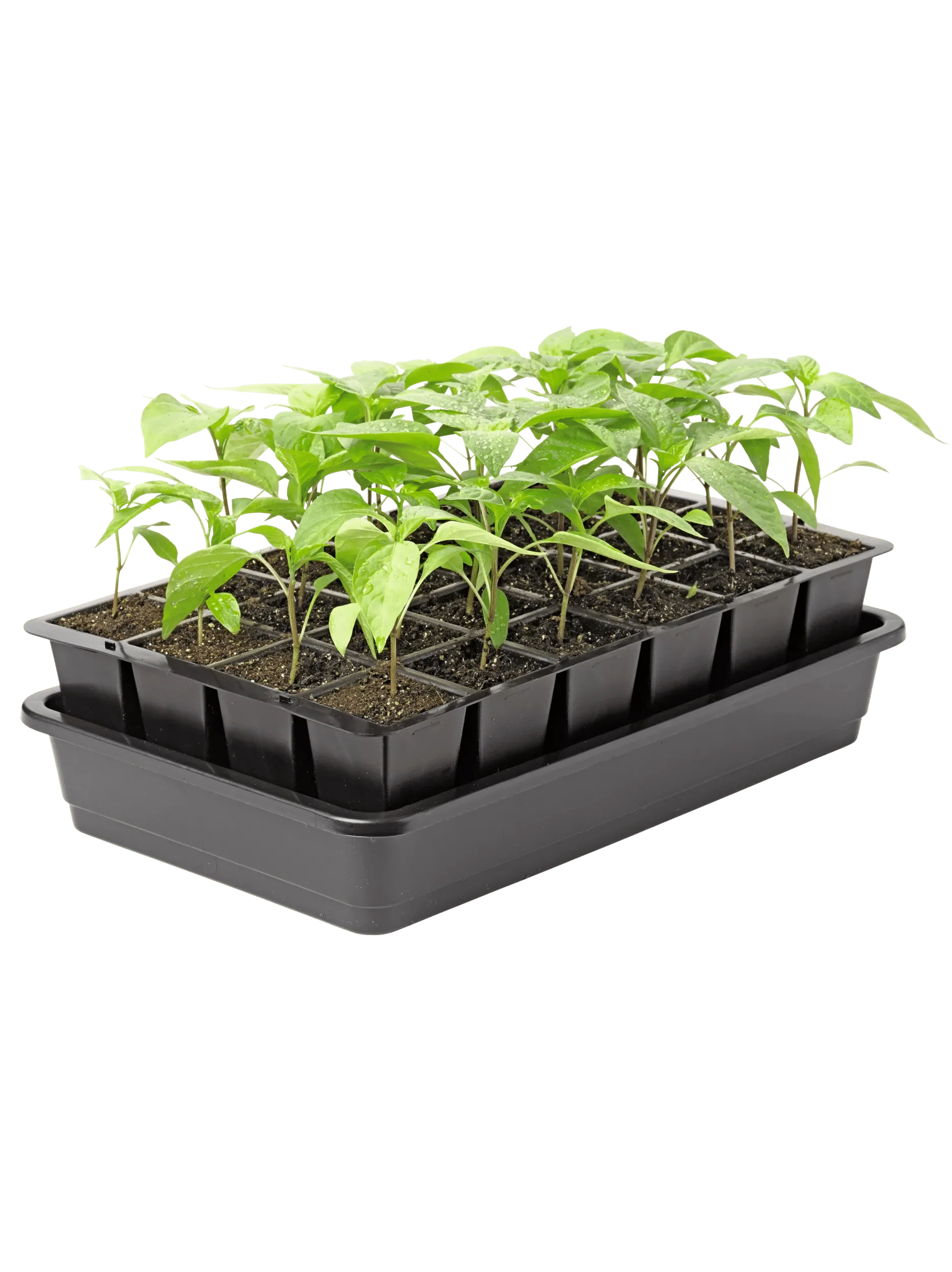 766-groweasetm-seed-starter-kit-2.webp GrowEase™ Seed Starter Kit