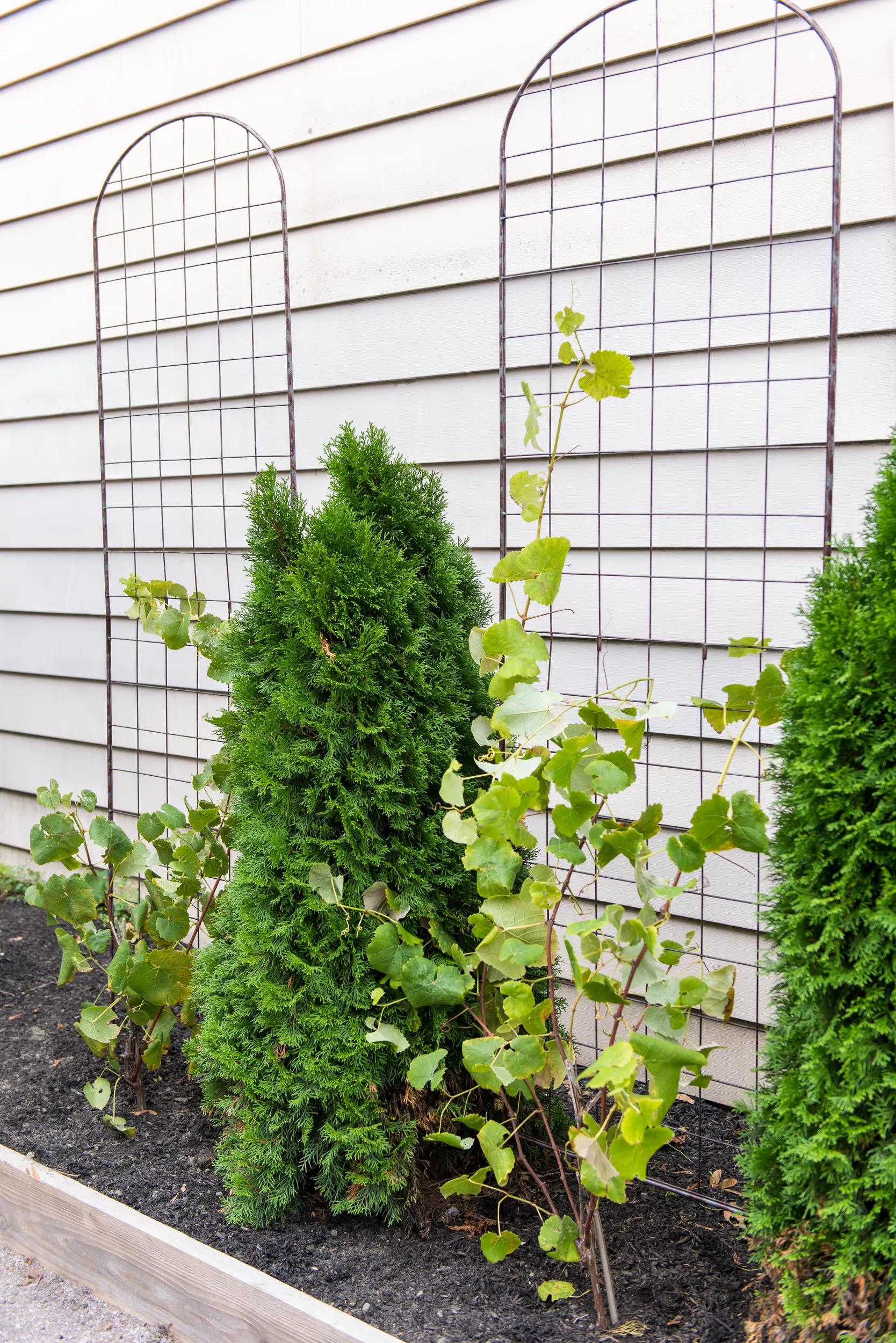 Jardin™ Flower Trellis