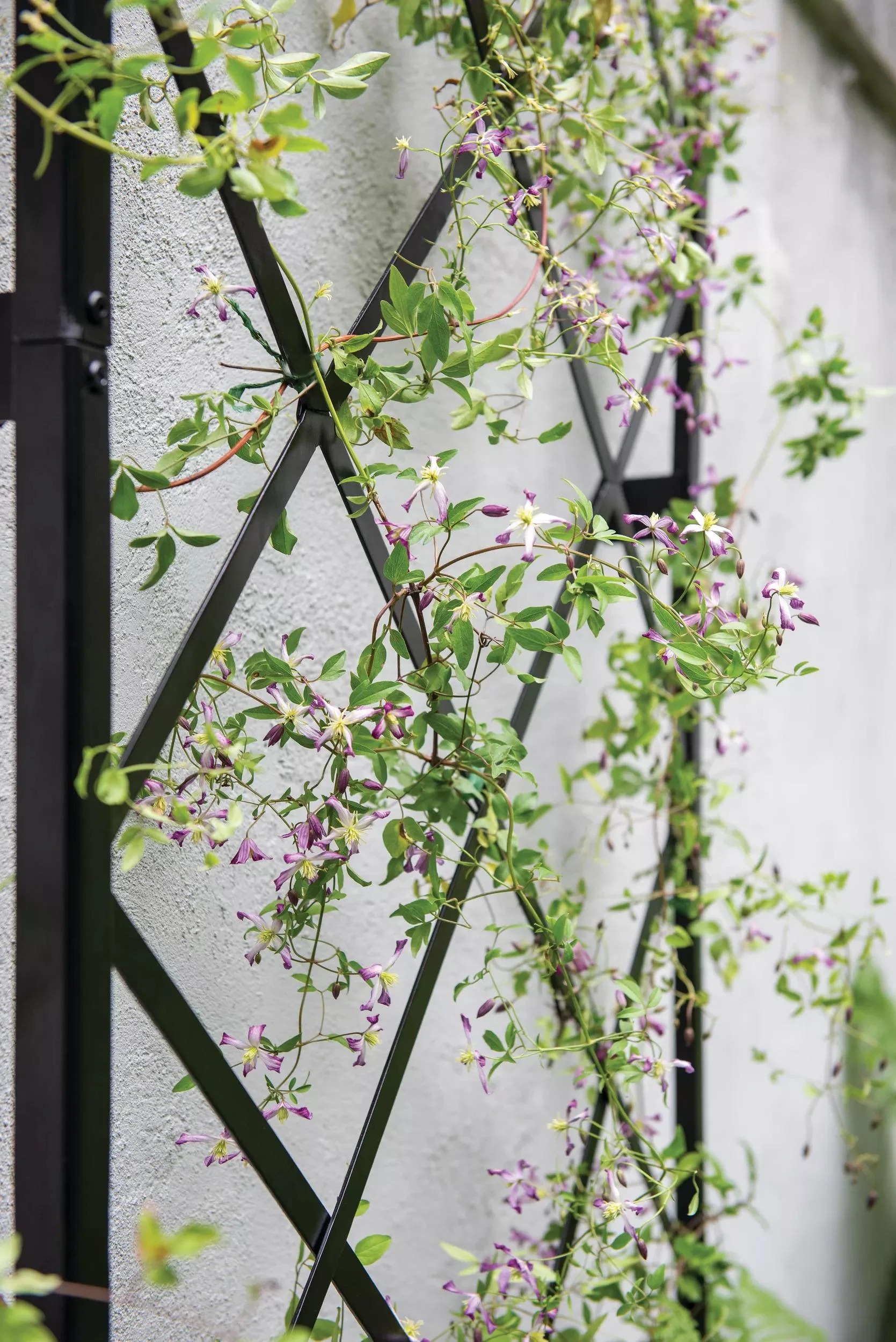 Lattice Gable Wall Trellis