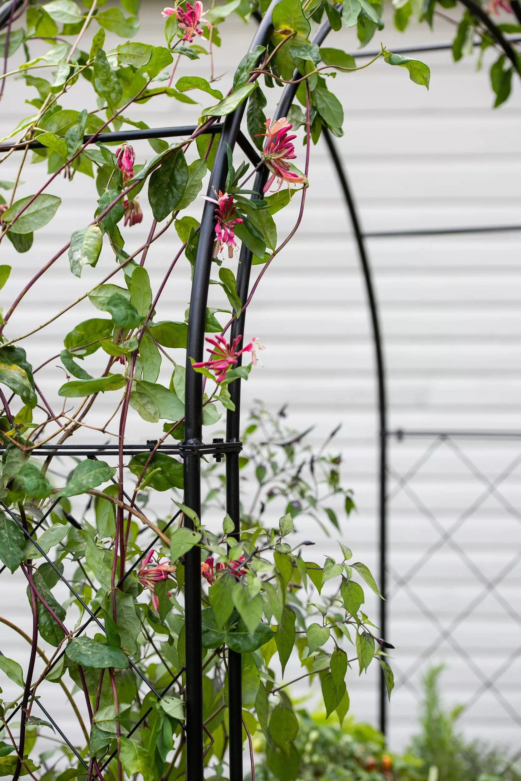 870-metal-climbing-arch-for-vegtrug-patio-garden-bed-4.webp Metal Climbing Arch for VegTrug® Patio Garden Bed