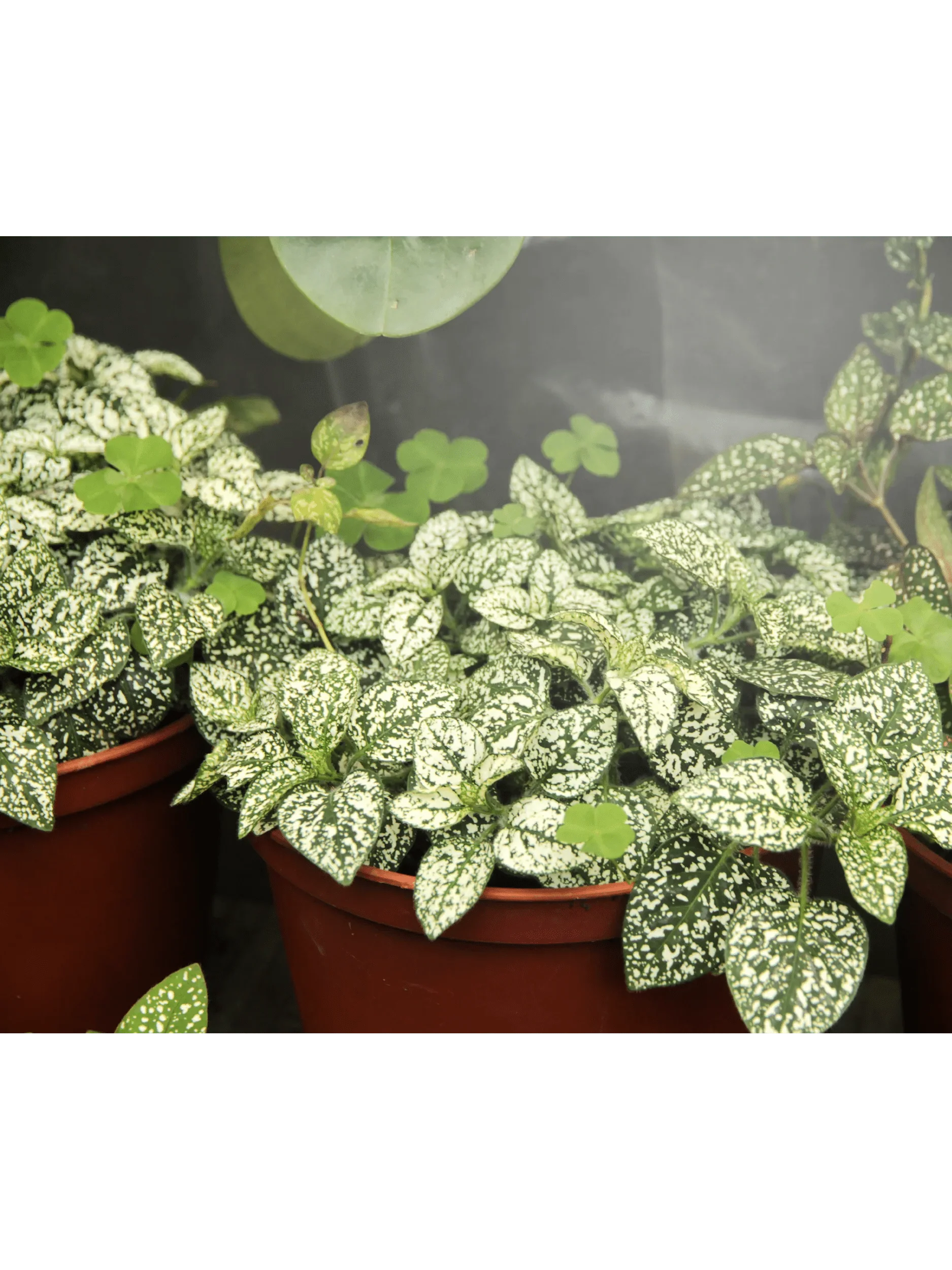 Miracle LED Daylight Full Spectrum LED Grow Light Bulb
