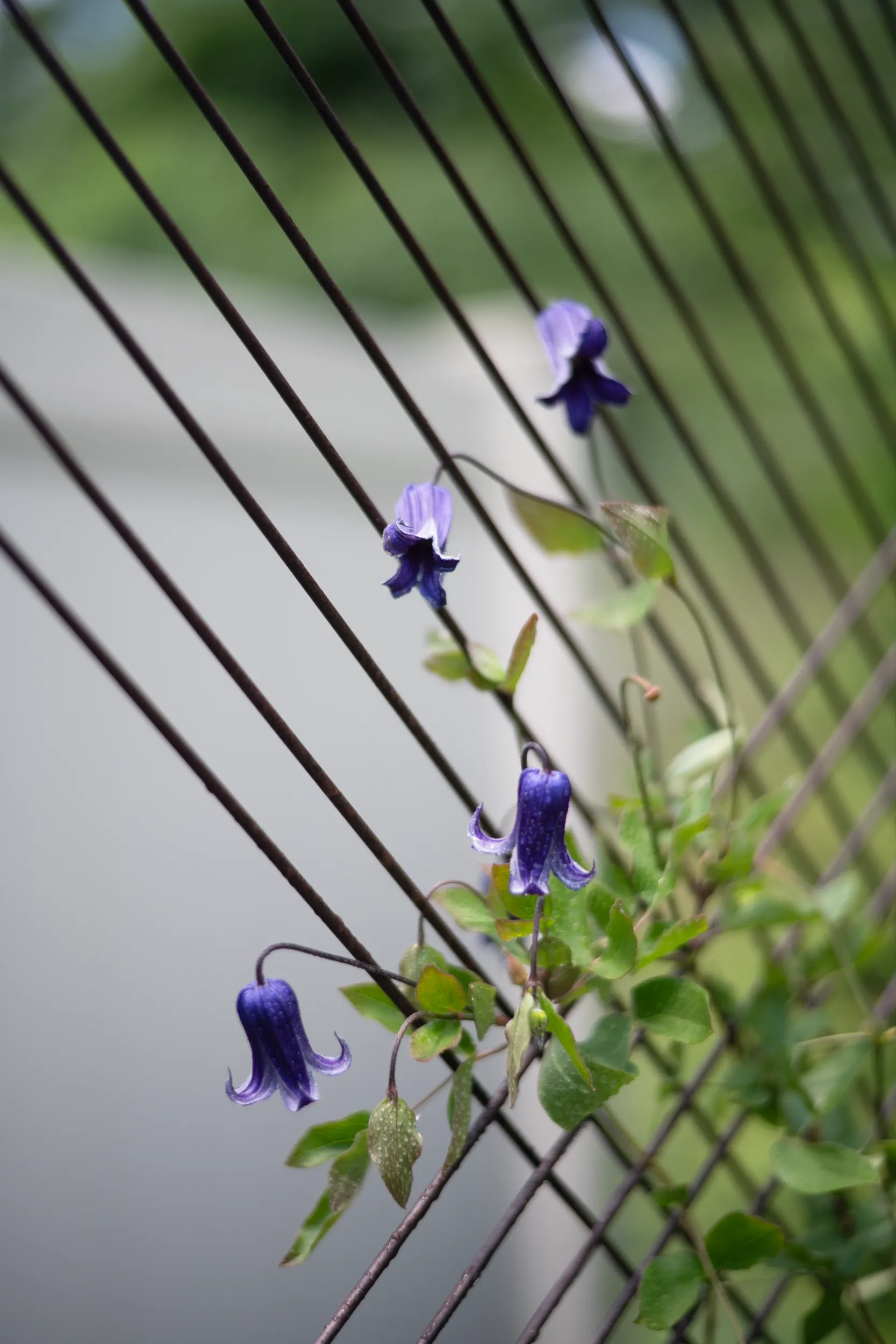 Modena Wall Trellis