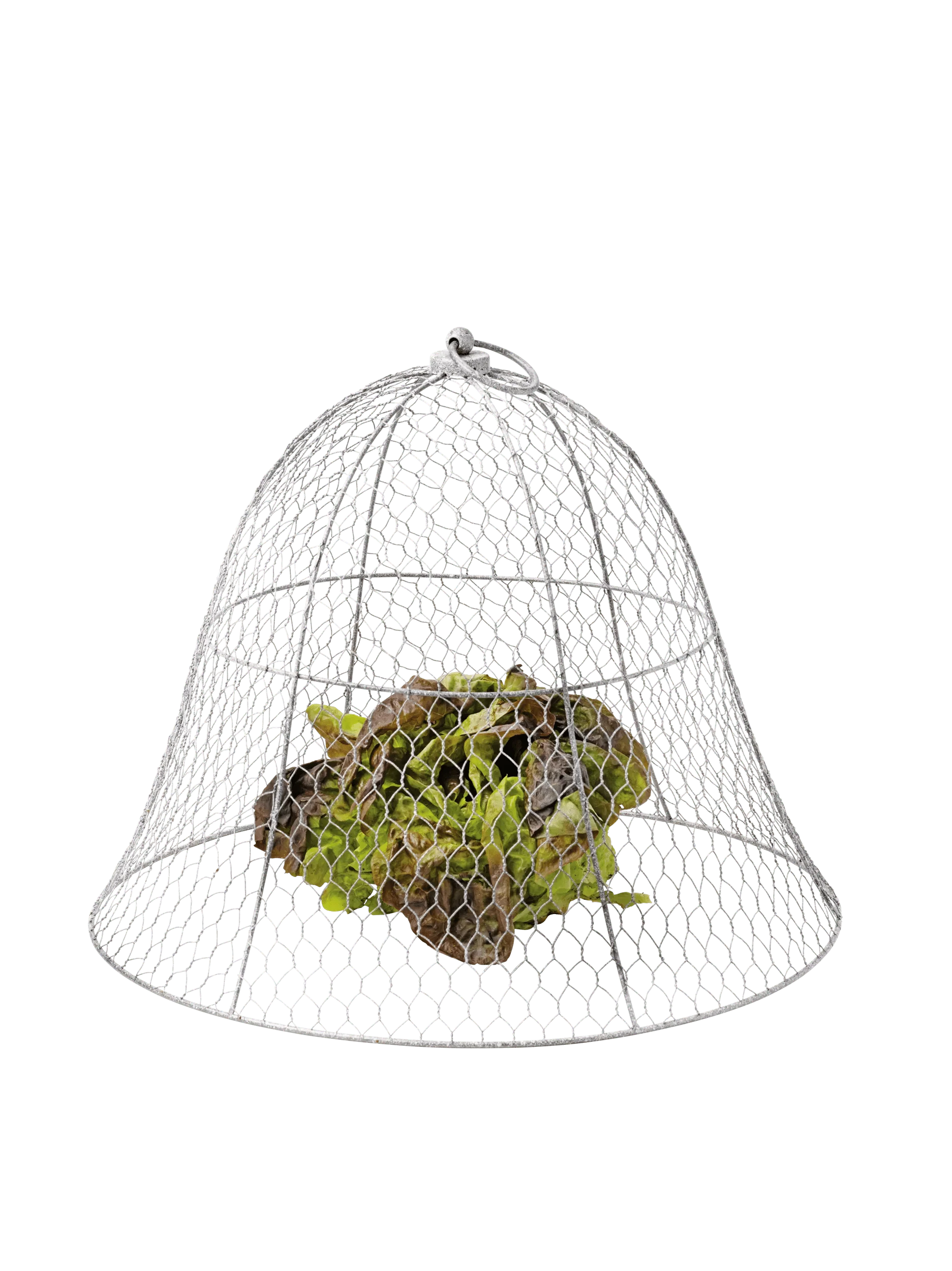 Chicken Wire Cloche