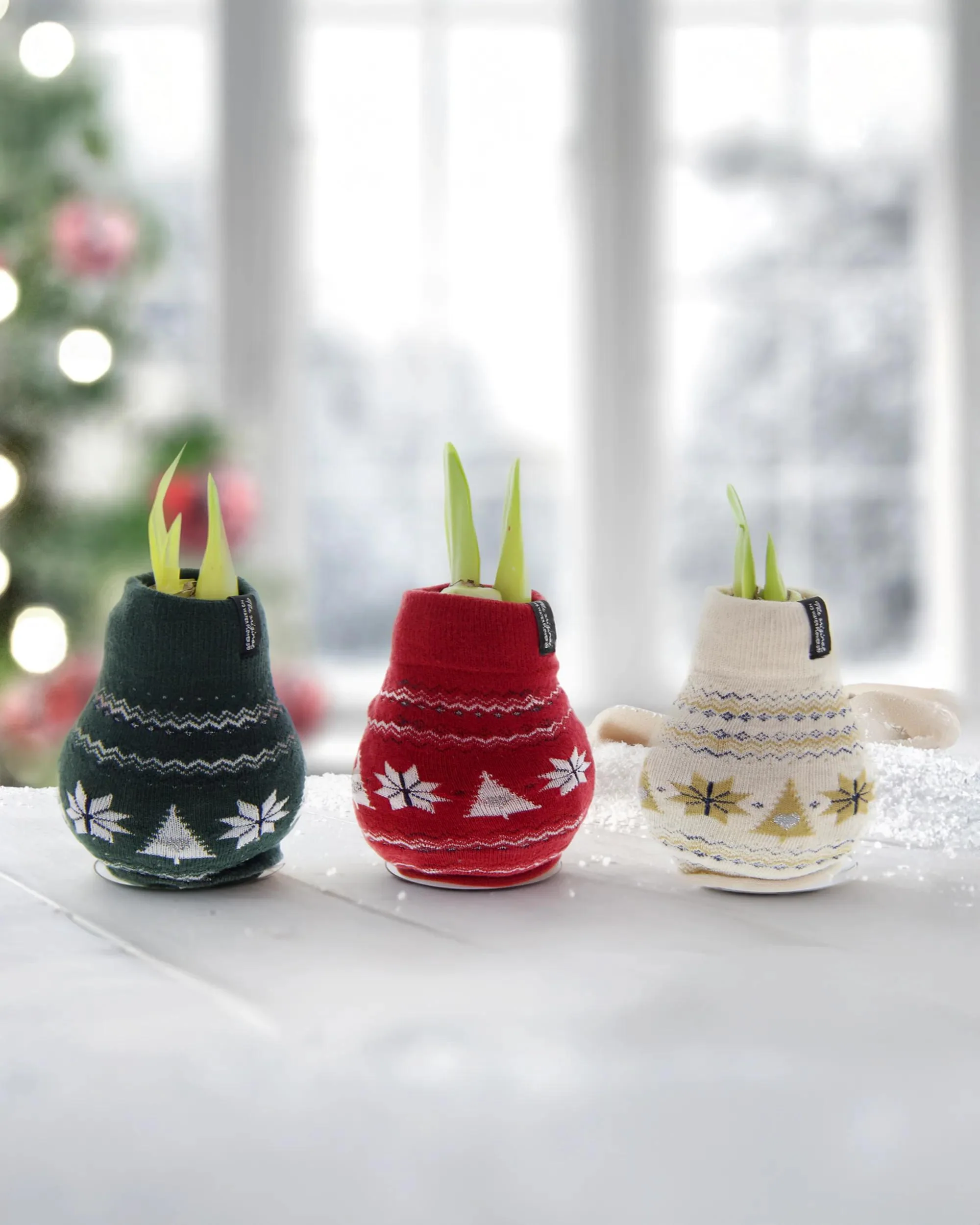951-nordic-sweater-waxed-amaryllis-set-of-3-2.webp Nordic Sweater Waxed Amaryllis (Set of 3)