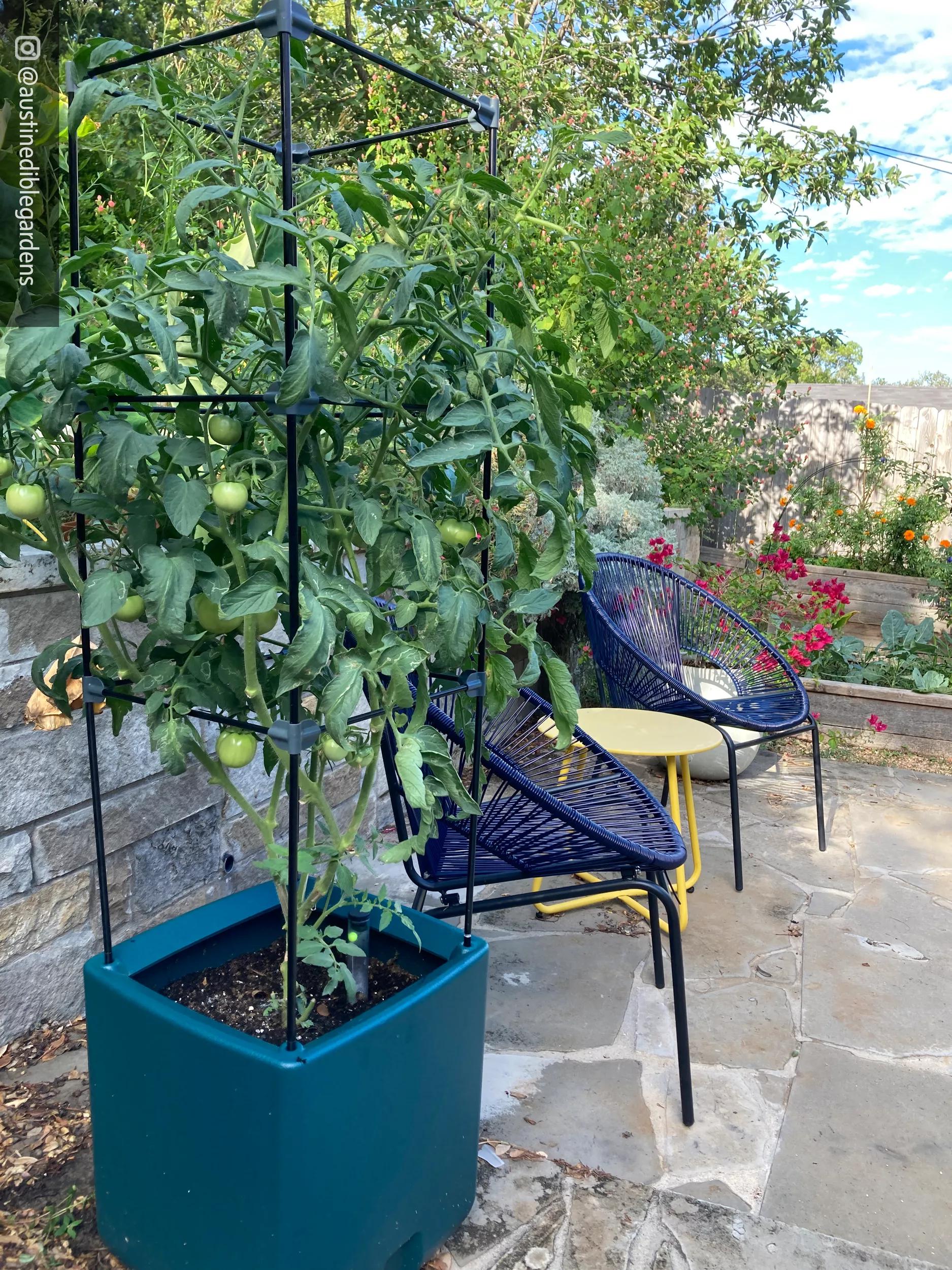 952-oasistm-self-watering-tomato-planter-with-trellis-10.jpg Oasis™ Self-Watering Tomato Planter With Trellis