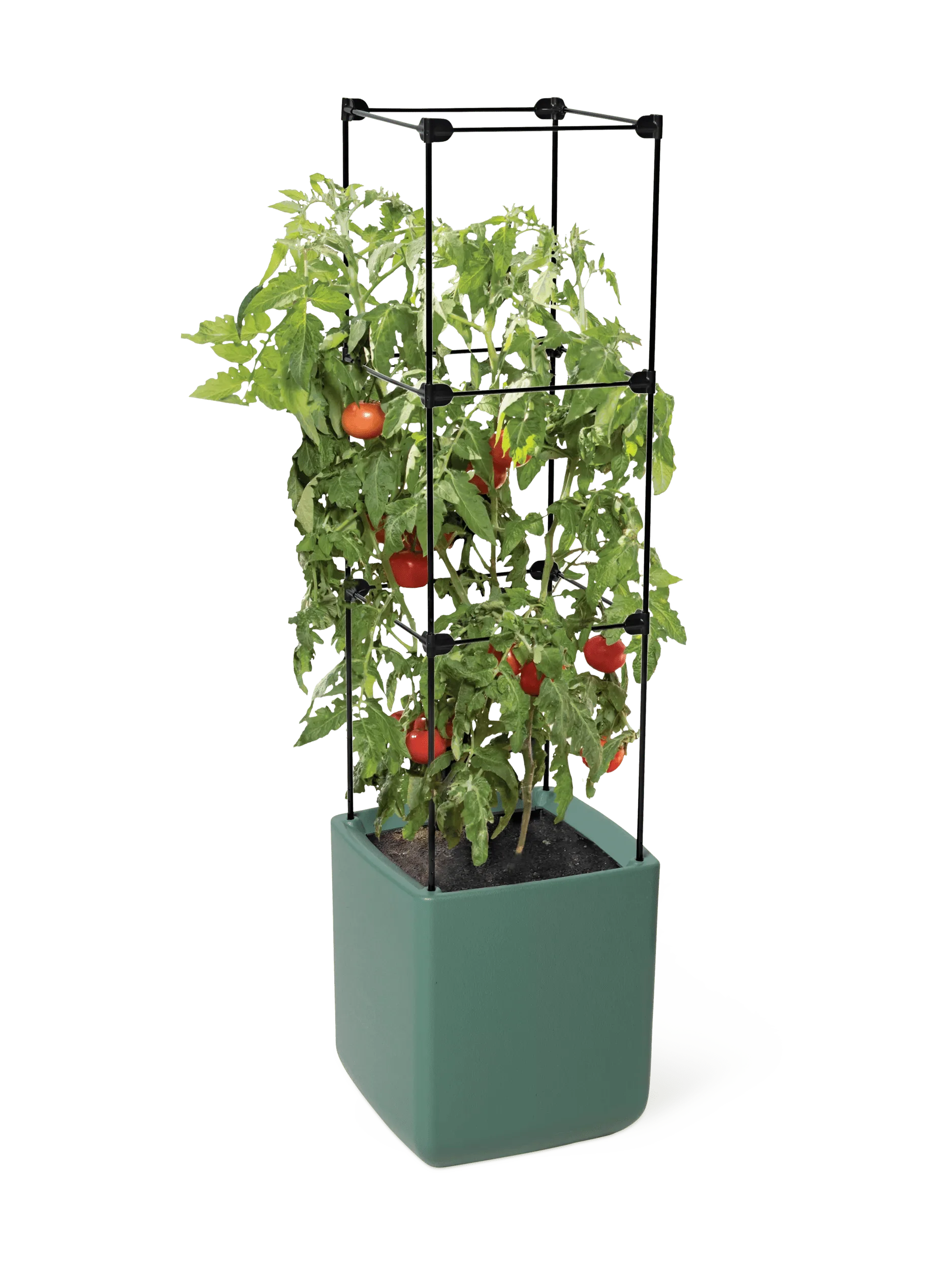 952-oasistm-self-watering-tomato-planter-with-trellis-3.webp Oasis™ Self-Watering Tomato Planter With Trellis