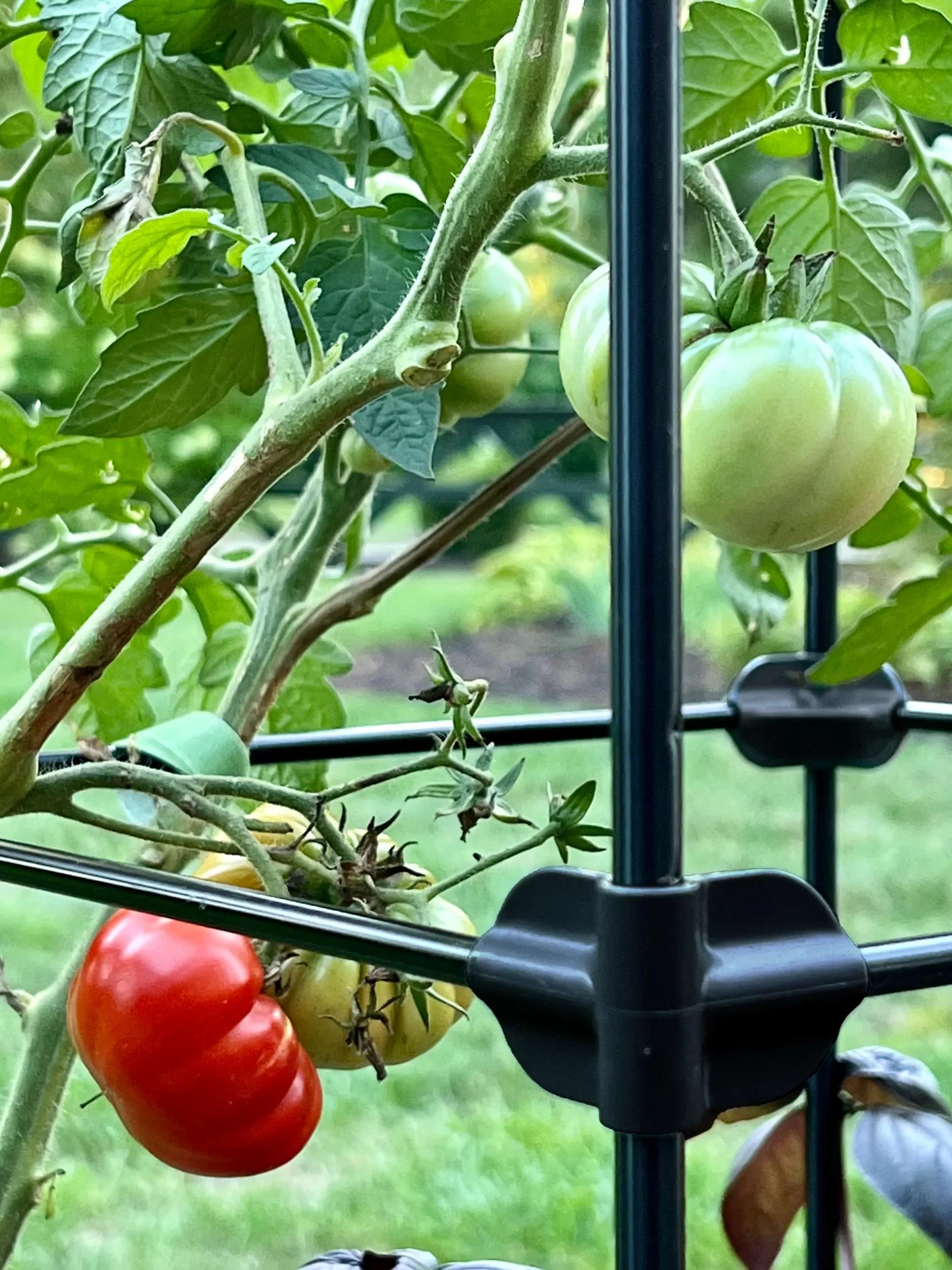 952-oasistm-self-watering-tomato-planter-with-trellis-8.webp Oasis™ Self-Watering Tomato Planter With Trellis