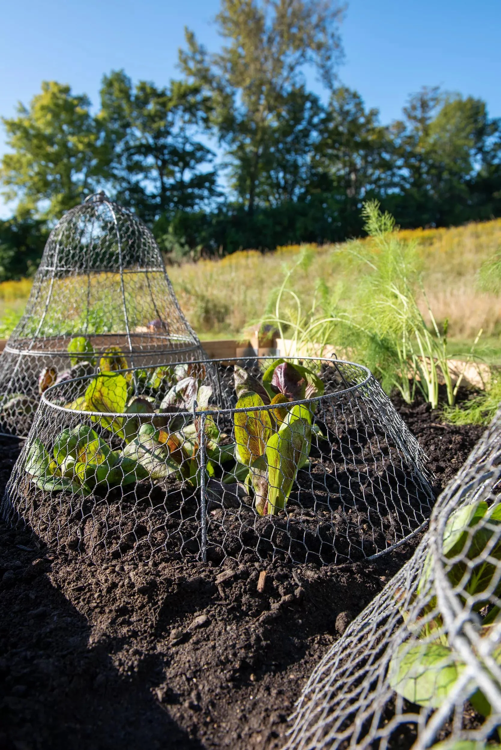 98-chicken-wire-cloche-extension-1.webp Chicken Wire Cloche Extension