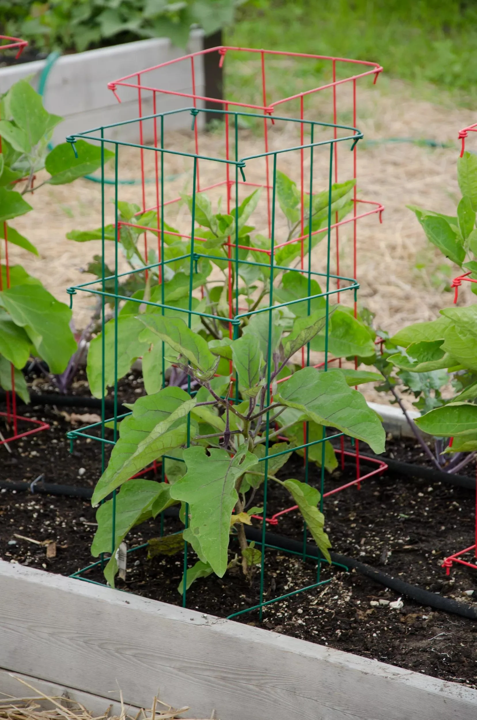 Pepper and Eggplant Cages, Set of 3