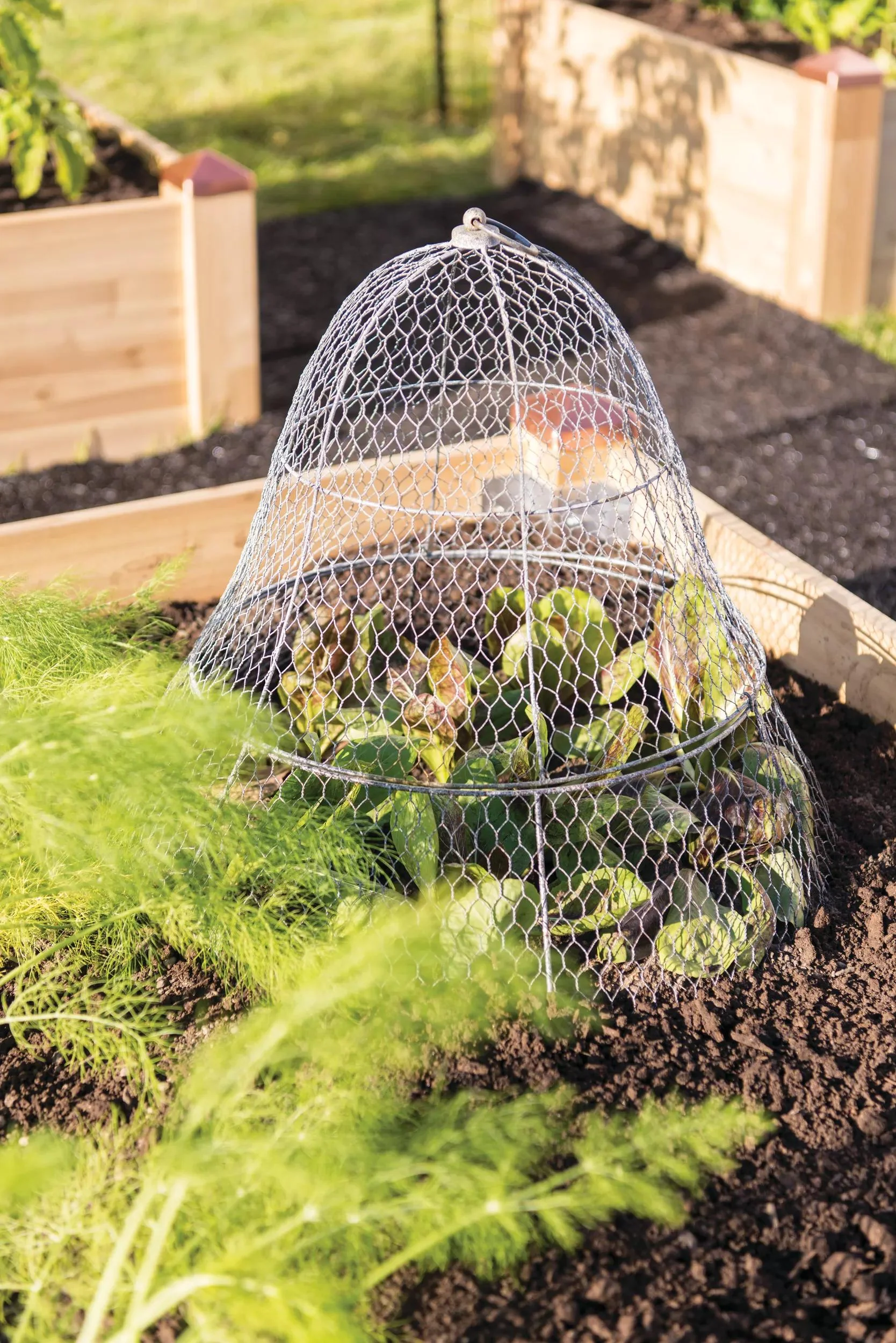 99-chicken-wire-cloche-with-extension-1.webp Chicken Wire Cloche with Extension