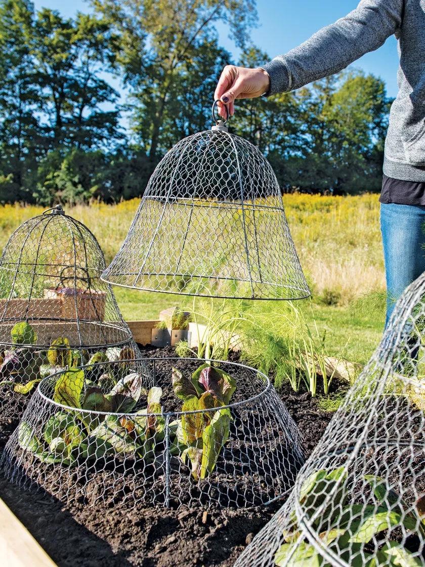 99-chicken-wire-cloche-with-extension-4.jpg Chicken Wire Cloche with Extension