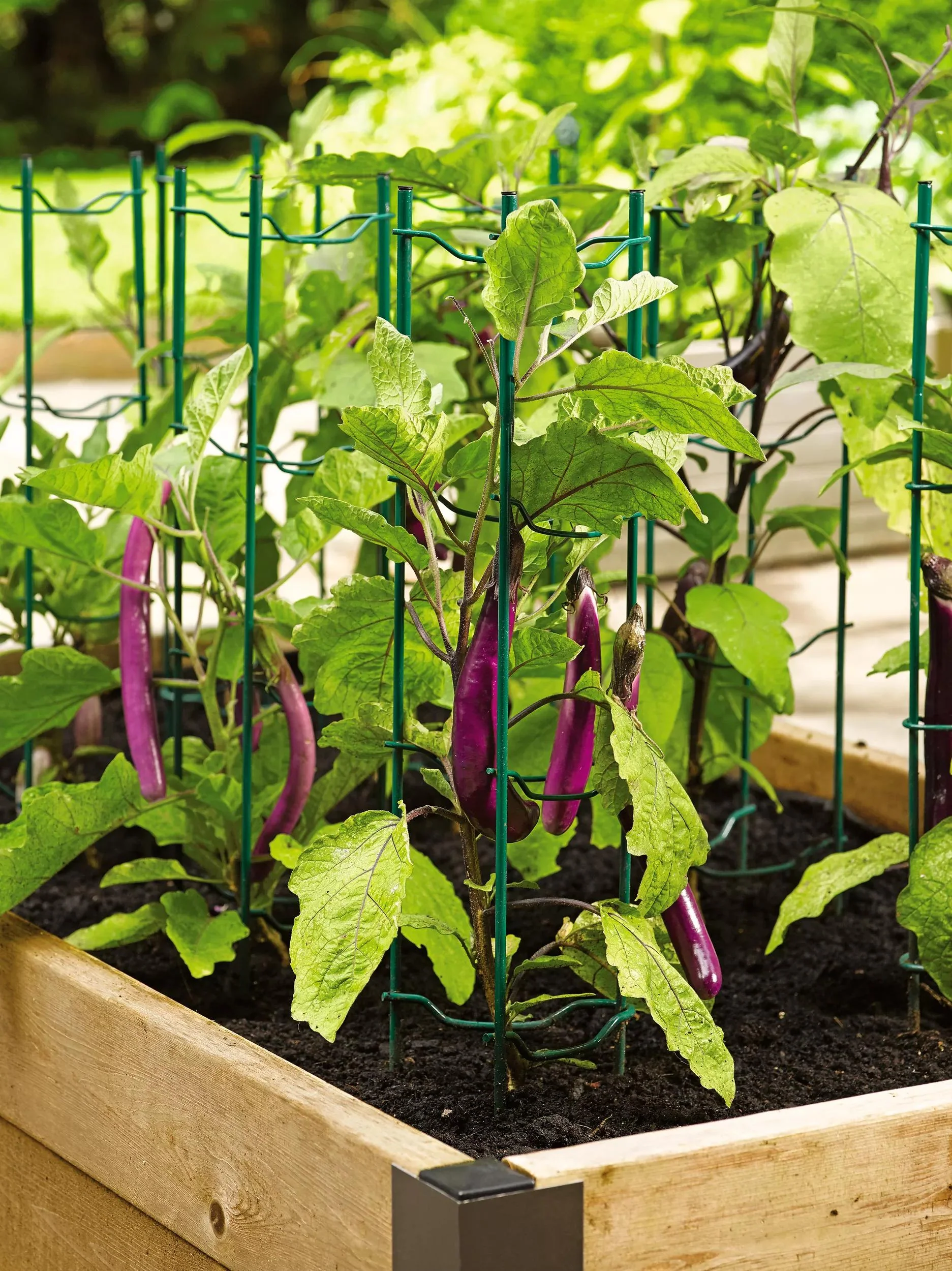 Pepper and Eggplant Ladders, Set of 3